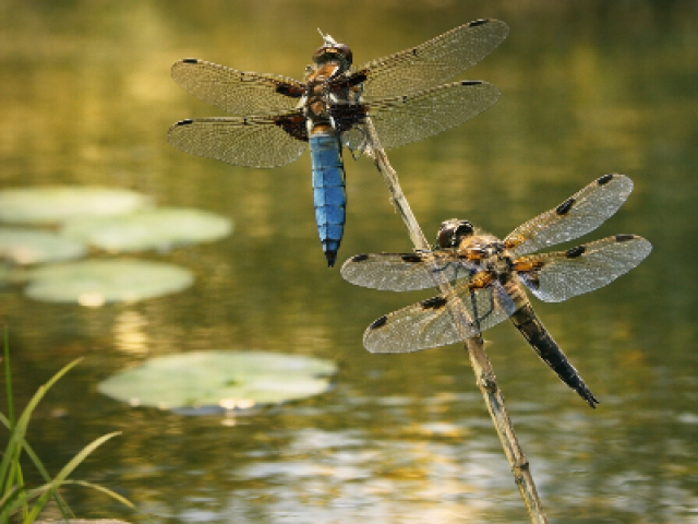 Retrouver l’équilibre du corps et de l’esprit grâce à l'hypnose Retrouver l’équilibre du corps et de l’esprit grâce à l'hypnose
