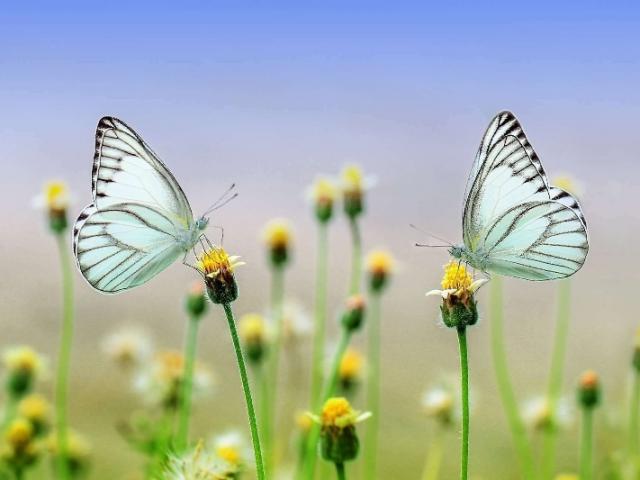 Naturopathie: Et si votre corps avait déjà toutes les clés pour aller mieux ? 